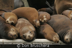 Space is tight! California Sea Lions crowd a dock in the ... by Don Bruschera 